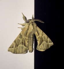 Apatelodes pudefacta