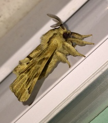 Apatelodes pudefacta