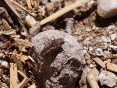 Anambodera