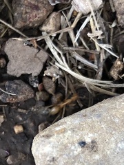 Myrmecocystus mexicanus