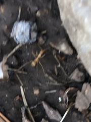 Myrmecocystus mexicanus