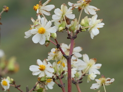 Begonia octopetala