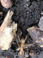 Myrmecocystus mexicanus