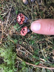 Hydnellum peckii image