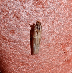 Calguia defiguralis