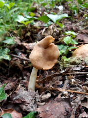 Helvella elastica