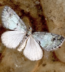 Lobophora
