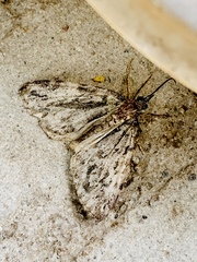 Lobophora