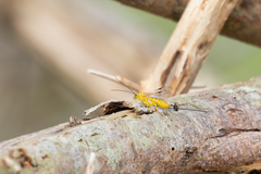 Xanthopimpla rhopaloceros