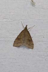 Udea profundalis