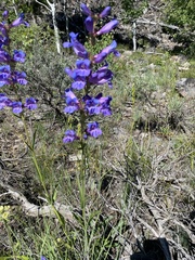 Penstemon cyaneus