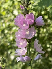 Sidalcea campestris