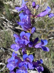 Penstemon cyaneus