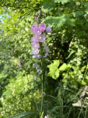 Sidalcea campestris