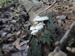 Roridomyces austrororidus