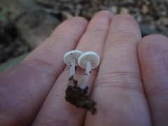 Roridomyces austrororidus