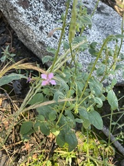 Clarkia stellata