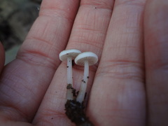 Roridomyces austrororidus