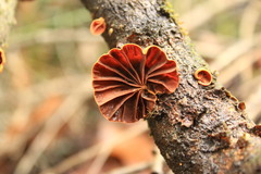 Anthracophyllum discolor
