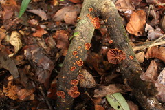 Anthracophyllum discolor
