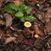 Collybia subhybrida - Photo (c) Chris Valdés, some rights reserved (CC BY-NC), uploaded by Chris Valdés