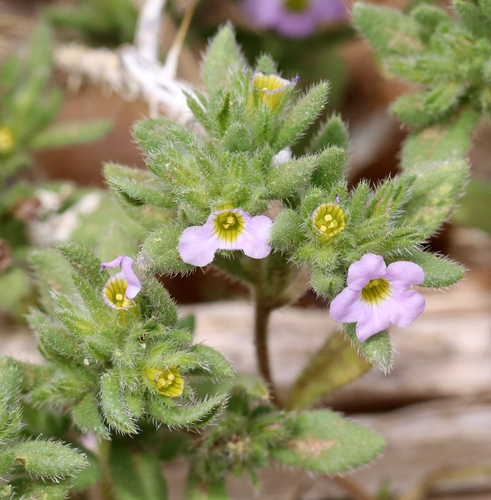 Bristly nama (Nama hispida)