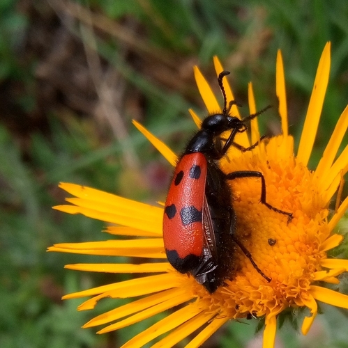 Four-spotted Blisterbeetle, Мцхета-Мтианети, Грузия, photo 6 of 10