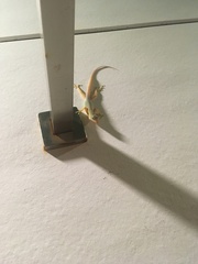 Anolis acutus