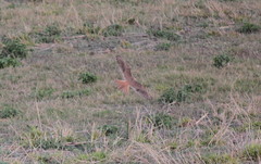 Falco sparverius