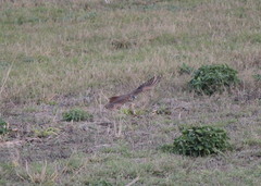 Falco sparverius