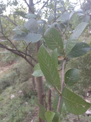 Alnus nitida