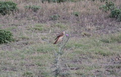 Falco sparverius