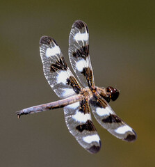 Libellula pulchella