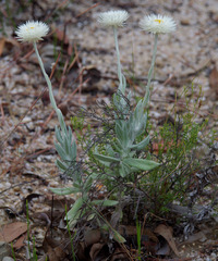 Coronidium newcastlianum