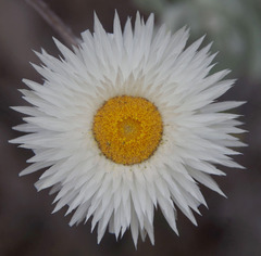 Coronidium newcastlianum