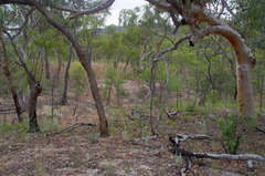 Coronidium newcastlianum