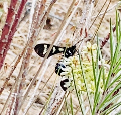 Syntomeida melanthus