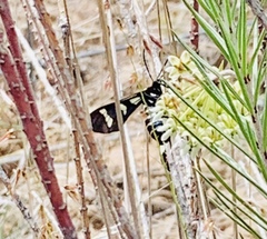 Syntomeida melanthus