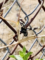 Syntomeida melanthus