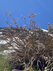 Juncus drummondii