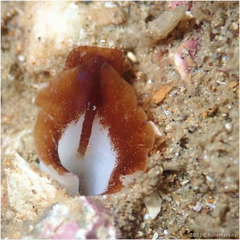 Lithophaginae