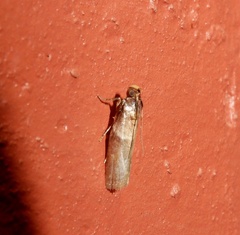 Calguia defiguralis