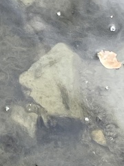 Acanthogobius flavimanus