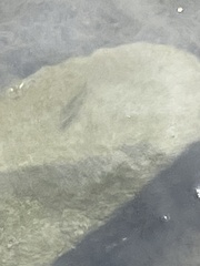 Acanthogobius flavimanus