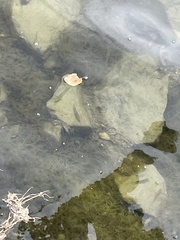 Acanthogobius flavimanus