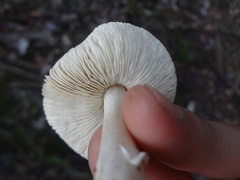 Leucoagaricus