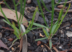 Jacksonia thesioides