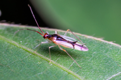 Hyaliodes