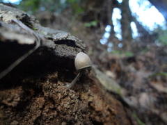 Agaricales