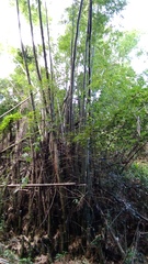 Bambusa stenostachya